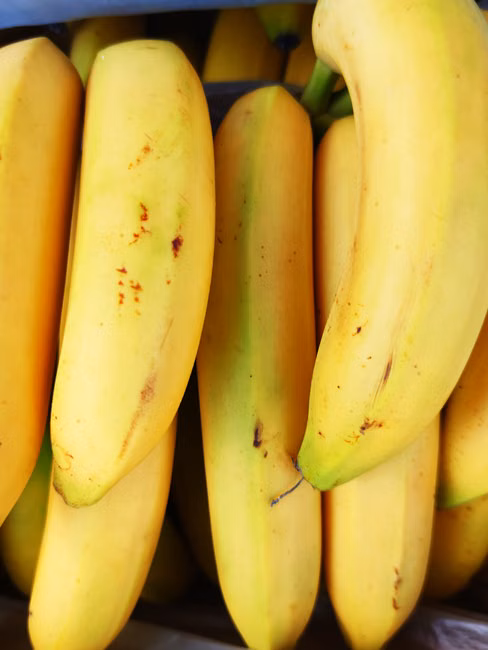 Padaria